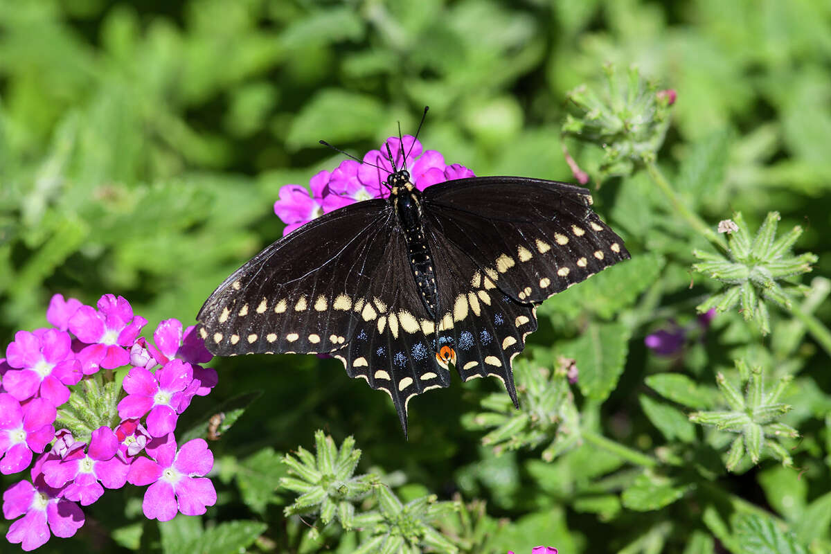 Butterfly metamorphosis a miracle of nature