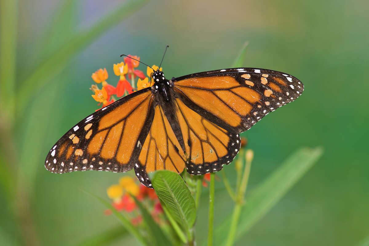 Monarch butterflies use tropical milkweed as a host plant. Monarchs deposit their eggs on the milkweed and the plant becomes food for the larvae. See photos of Texas endangered species.