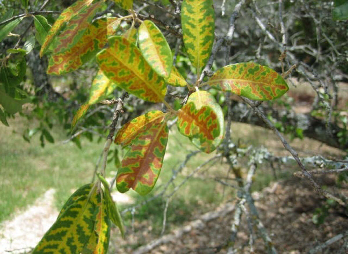 Protect Trees From Oak Wilt 