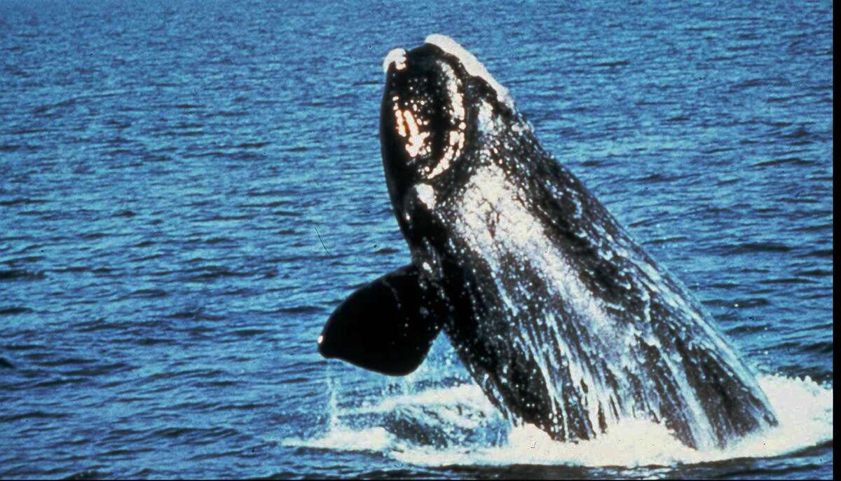 A government decision allowing seismic testing off the Atlantic coast would restrict such activity in the migratory routes of the endangered right whale.
