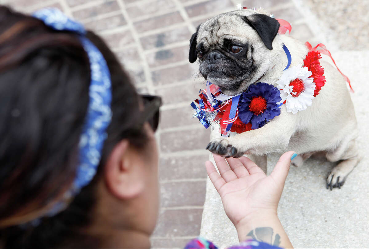 Downtown pet market helps nokill cause