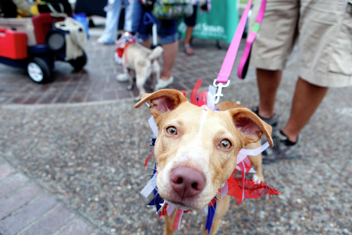 Downtown pet market helps nokill cause