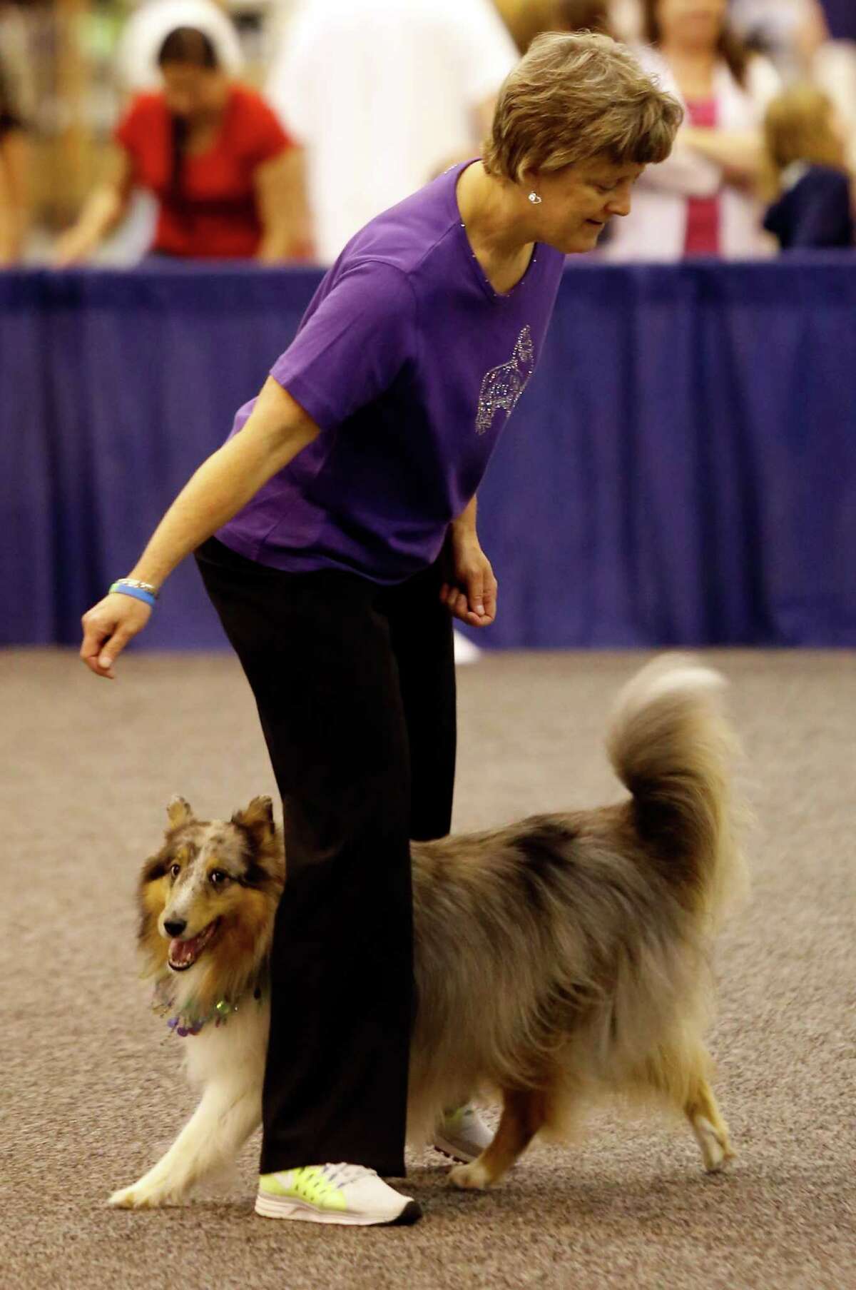 Rescue dogs take center stage at Reliant show