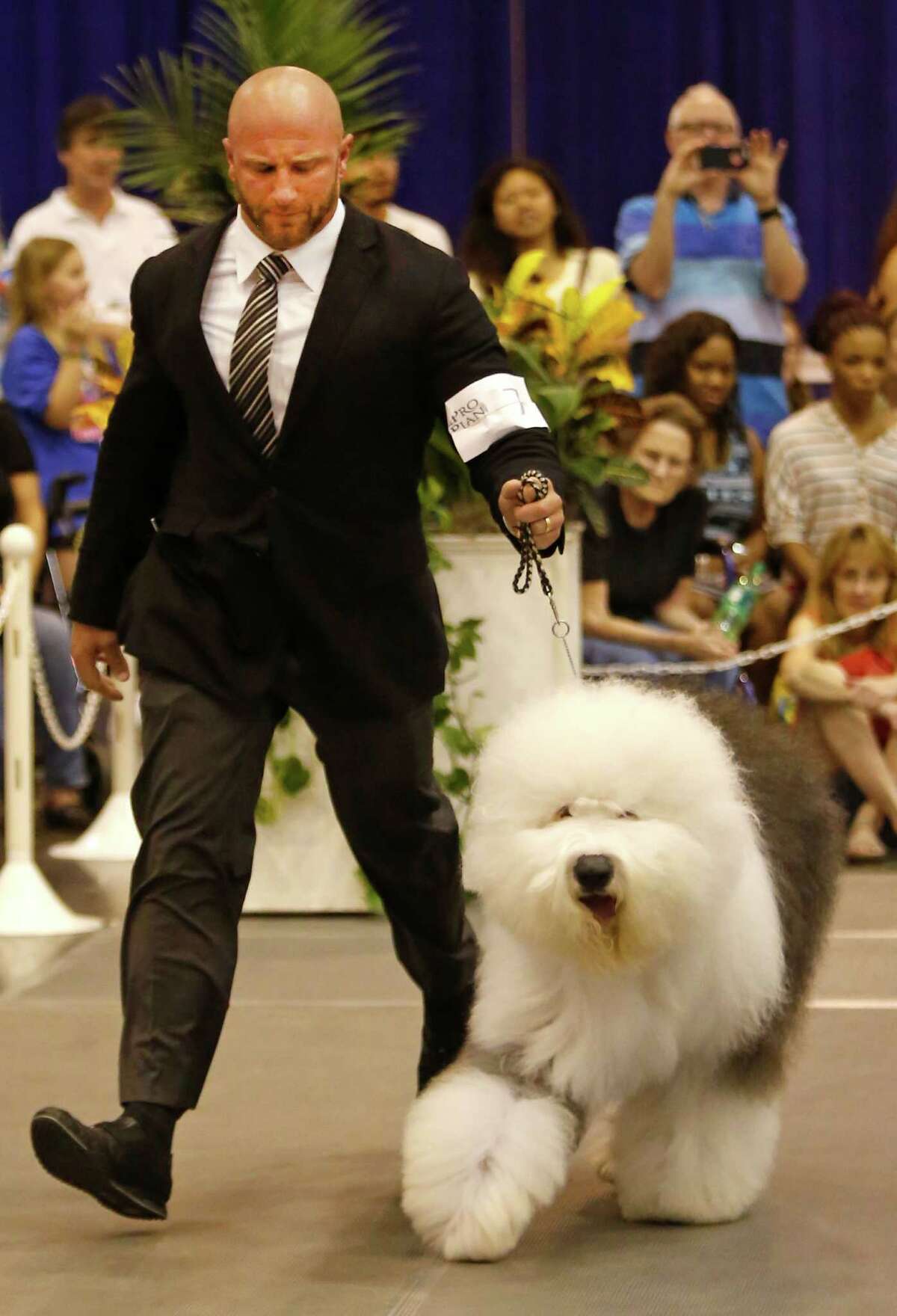 Colton Johnson of Colorado Springs, CO competes with an Old English Sheepdog named Swagger during the Best of Show competition at the Houston World Series of Dog Shows at NRG Center Sunday, July 20, 2014, in Houston. He won Best of Show for Sunday's show and Best of the Best for the overall shows.