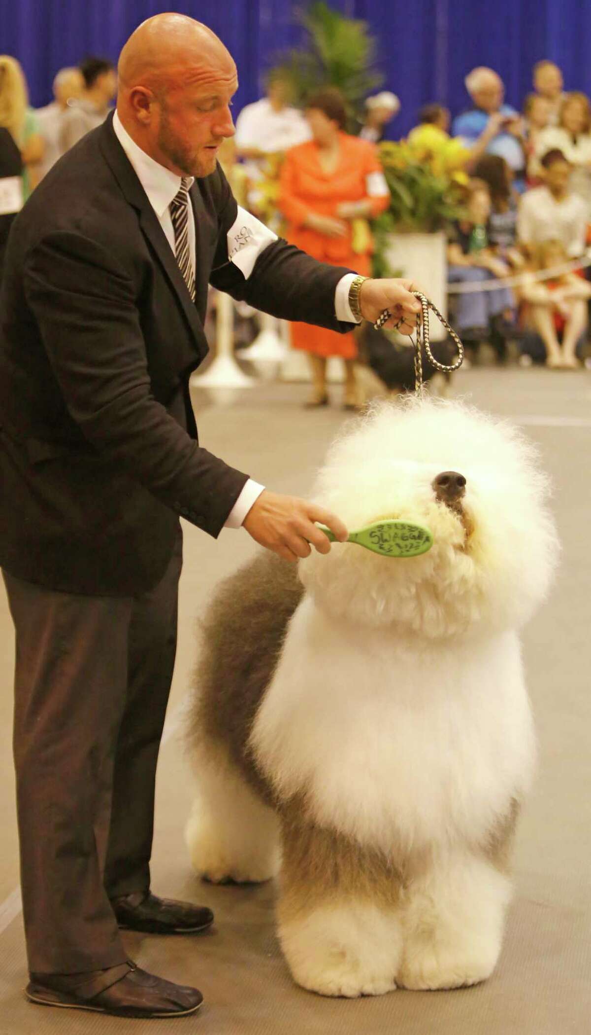 Swagger old best sale english sheepdog