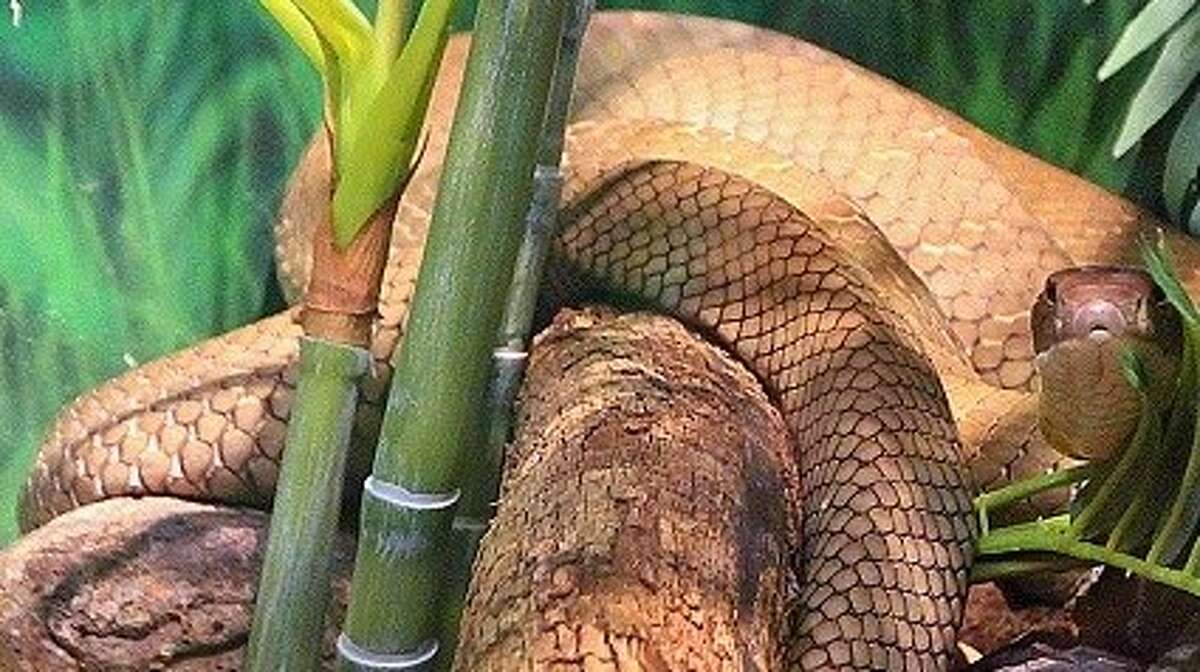 The case for snakes why they're actually good for you