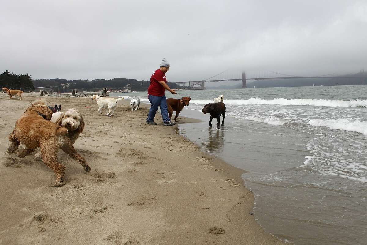 are dogs allowed at west end beach