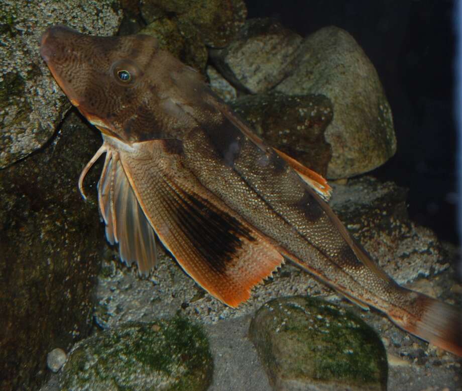 Weird 'fish with legs' found by New Zealand snorkelers