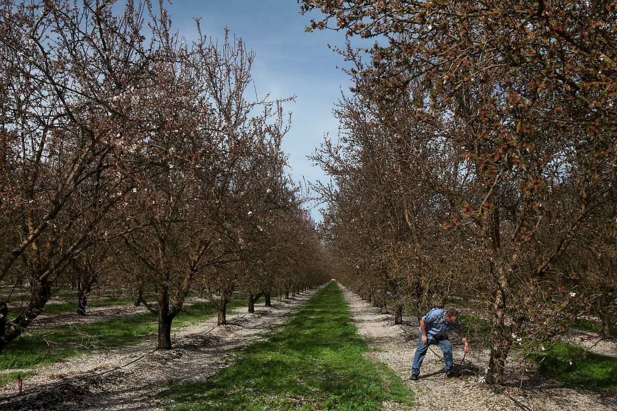 Craig Arnold replaces a micro sprinkler head after taking it out for a demonstration in a block of almonds trees he manages March 6, 2014 near Arnold Farms in Atwater, Calif. Arnold is a partner in the family farm with his Uncle Glenn Arnold and father, Bill Arnold. Today the family farms about 800 acres of almonds and about 400 of peaches, sweet potatoes, squash and wheat. This year Arnold estimates that Merced Irrigation District may only allot 6 inches of water per acre for one crop as opposed to the normal 30-40 inches allotted in normal years. Because of this, Arnold is anticipating having to draw from the farm's wells, tapping into the ground water, to make up the difference. They're also planning on allowing most of the squash and sweet potatoes to fallow, so they can use the water for the almonds and peaches. Almond trees can survive without water, but it can take years for them to recover back to full production.