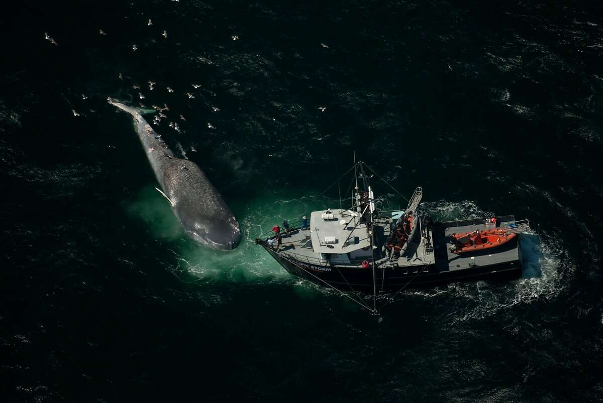 A blue whale killed by a ship collision is examined by Oregon State University researchers aboard their 85-foot vessel, the Pacific Storm.