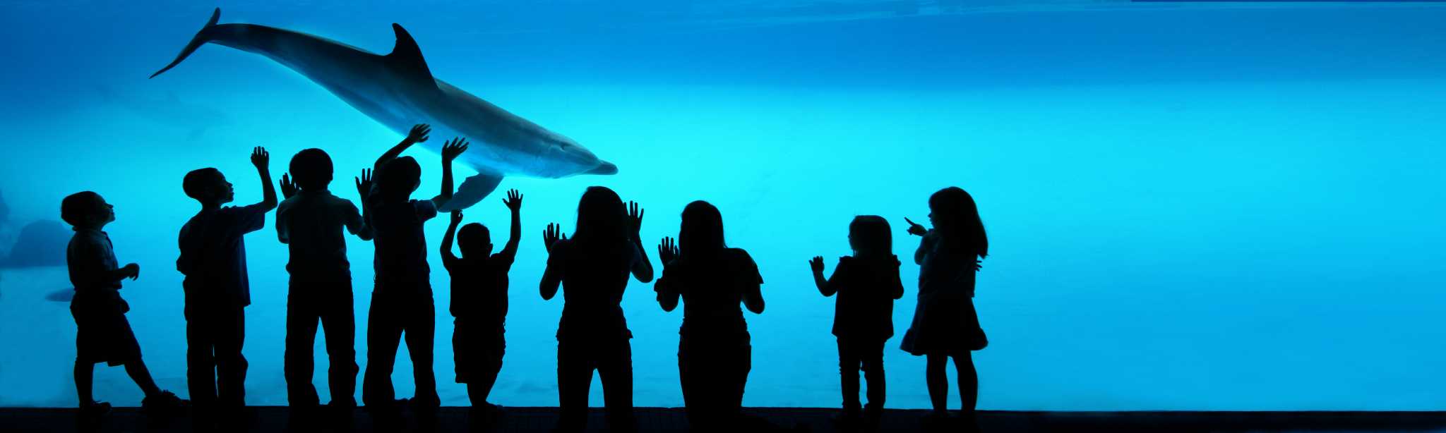 Corpus' Texas State Aquarium at the top
