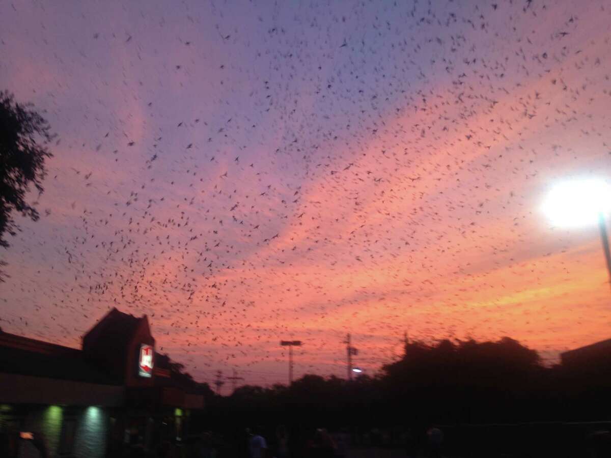 Hundreds of thousands of purple martins descend near an abandoned Austin mall during their annual migration to South America.