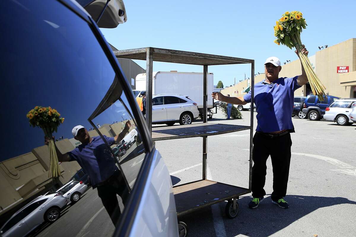 Moe Tabar, owner of Divisadero Flowers, pulls sunflowers off a cart while loading his van at the Flower Mart in San Francisco, CA, Thursday, July 24, 2014.