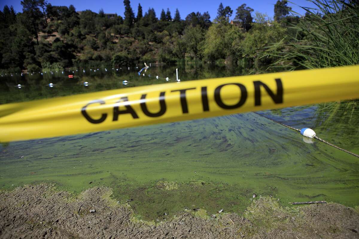 An autistic man from Concord died after he slipped into Lake Temescal in Oakland while walking with his sister. The lake remains closed to swimmers because of algae.