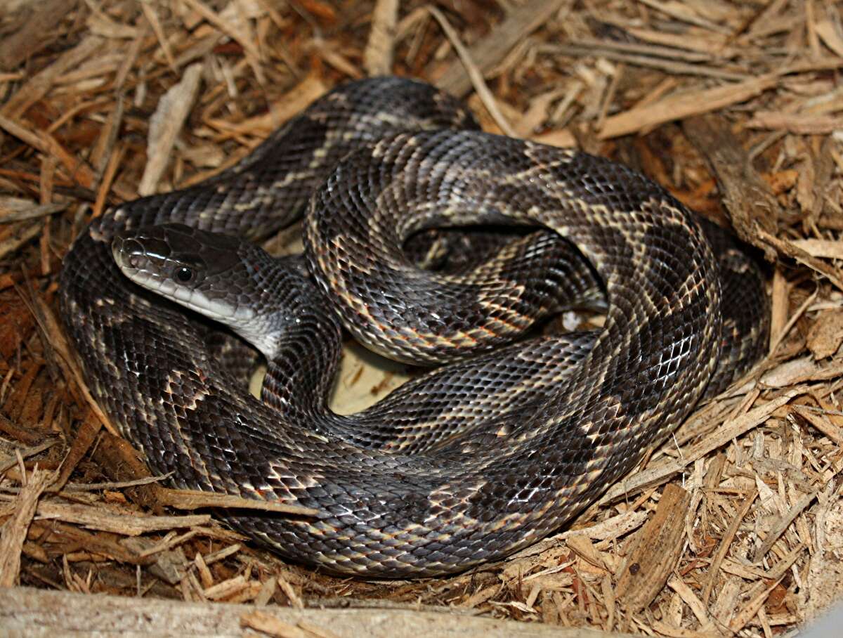 Slithering reptiles need their space to keep pest populations in check