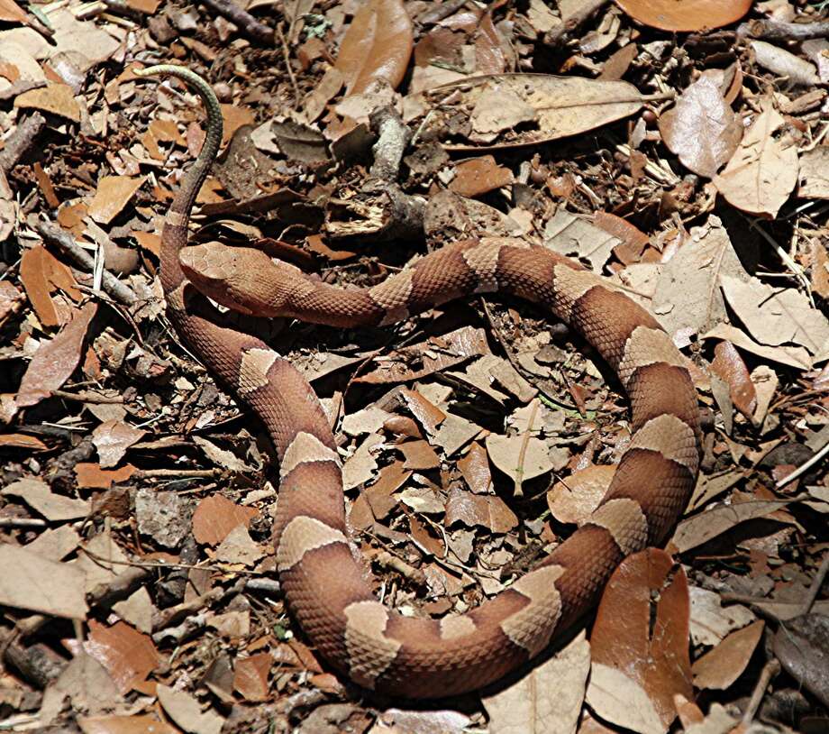 North Texas family may flee ranch after venomous copperhead snake