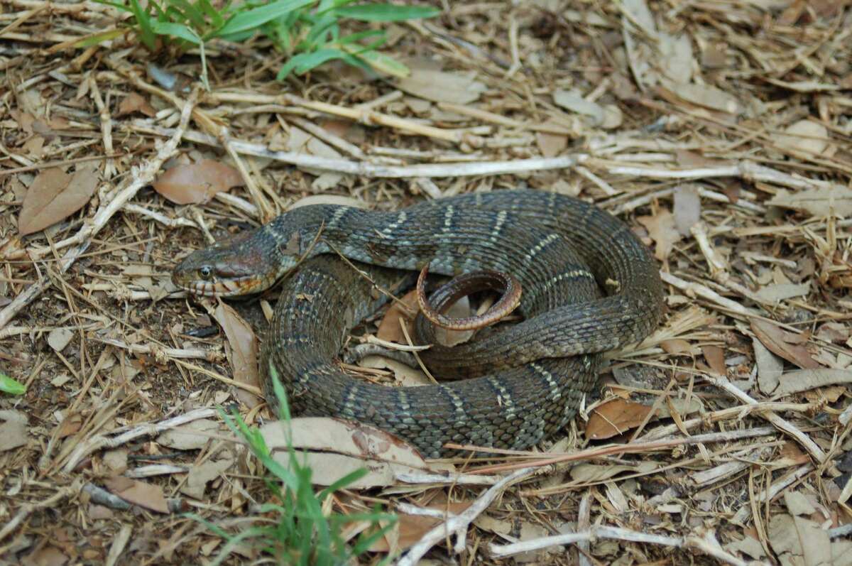 Though they strike fear in humans, slithering reptiles need their space ...