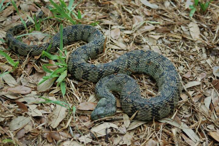 11 non-venomous snakes you want in your backyard