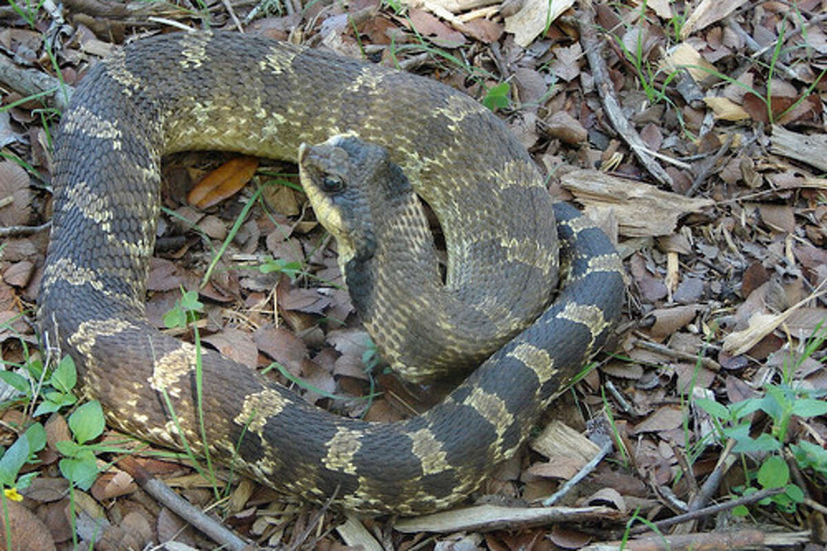 Slithering reptiles need their space to keep pest populations in check