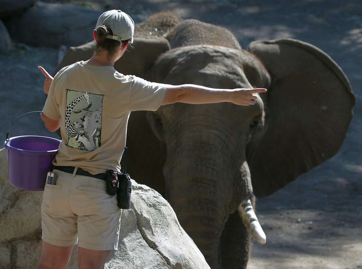 Elephant keeper Gina Kinzley communicates with Osh, an African elephant at the Oakland Zoo, in Oakland, Calif. on Friday, July 25, 2014. Kinzley and officials at the zoo are taking an active role in preventing the illegal ivory trade. According to the zoo, as many as 96 elephants are killed a day in Africa for their tusks.