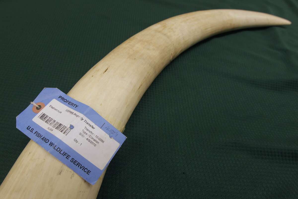 An elephant tusk seized by federal fish and wildlife officials is displayed in the Oakland Zoo's education center in Oakland, Calif. on Friday, July 25, 2014. The tusk was donated to the zoo to educate the public about the widespread ivory poaching industry. Officials at the zoo are taking an active role in preventing the illegal ivory trade. According to the zoo, as many as 96 elephants are killed a day in Africa for their tusks.
