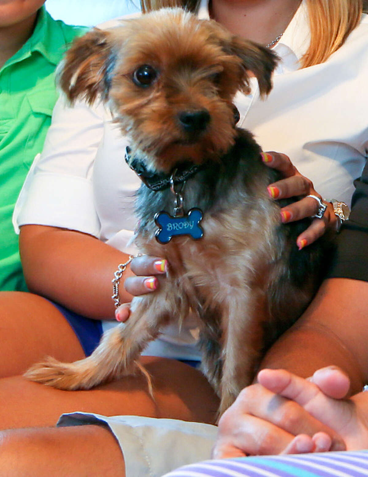 Brody, a 6-year-old Yorkshire Terrier, was returned to the Delgado family of San Antonio after he was picked up by Animal Care Services on July 16. He was missing for sixteen months.
