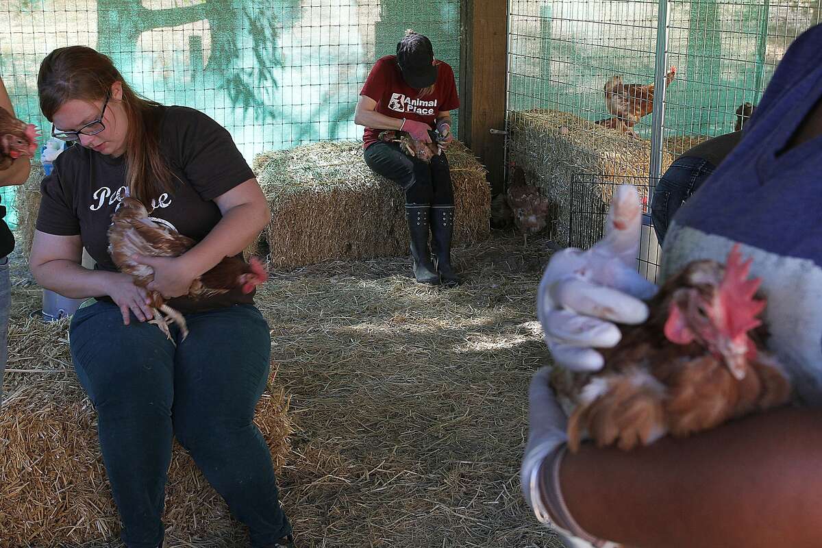 Animal Place saves aging egg-laying hens from slaughter