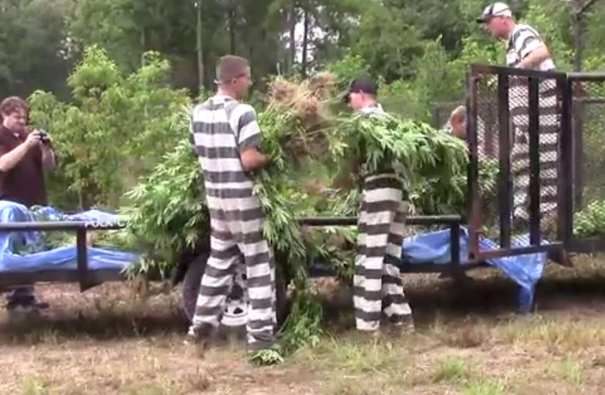 More than 70 officials with inmates from the local county jail worked Monday to try and clear thousands of marijuana plants from 13 fields found near Goodrich. A deer hunter stumbled across the growers camp and irrigation systems Saturday.