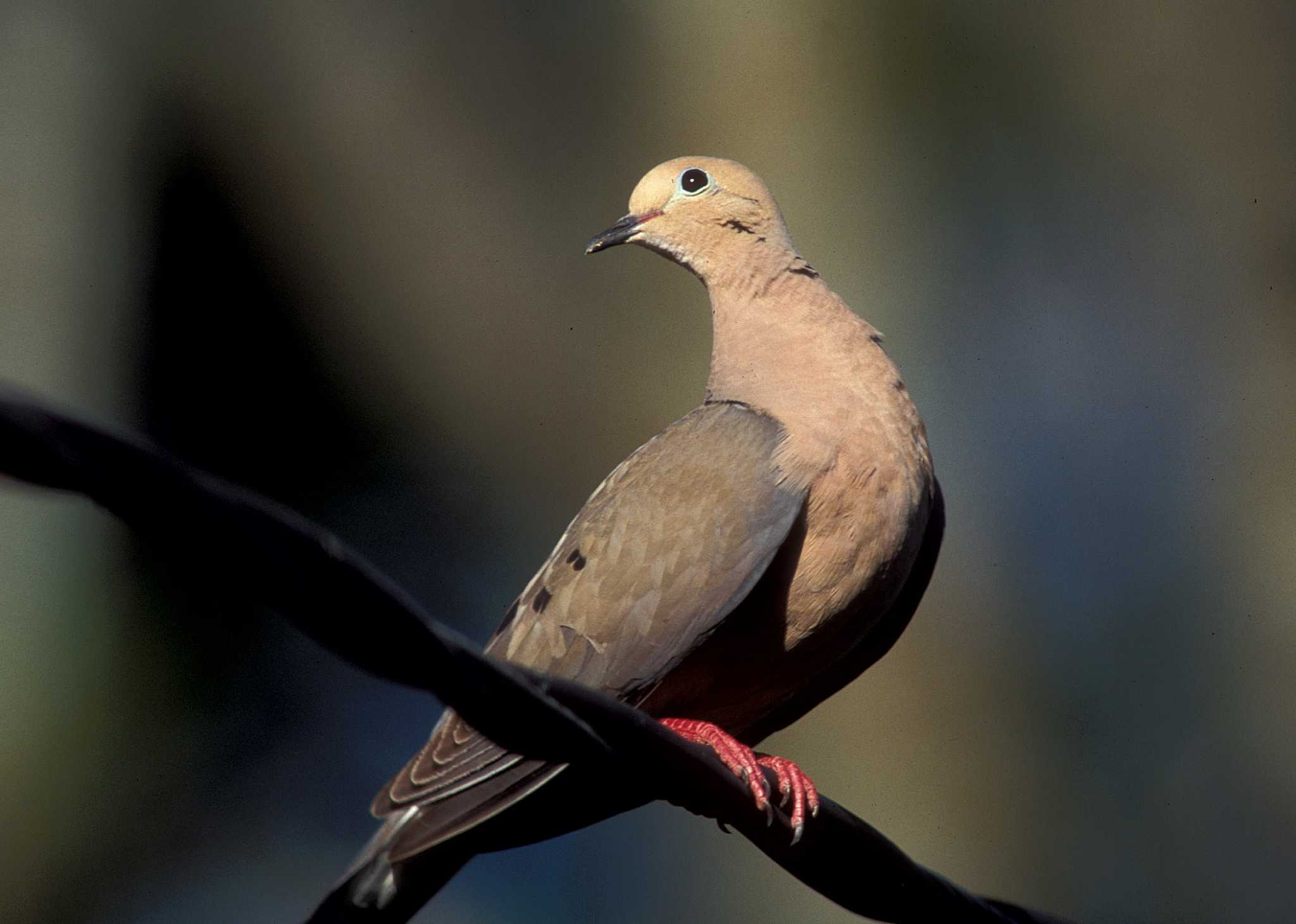 Texas officials predict memorable dove season