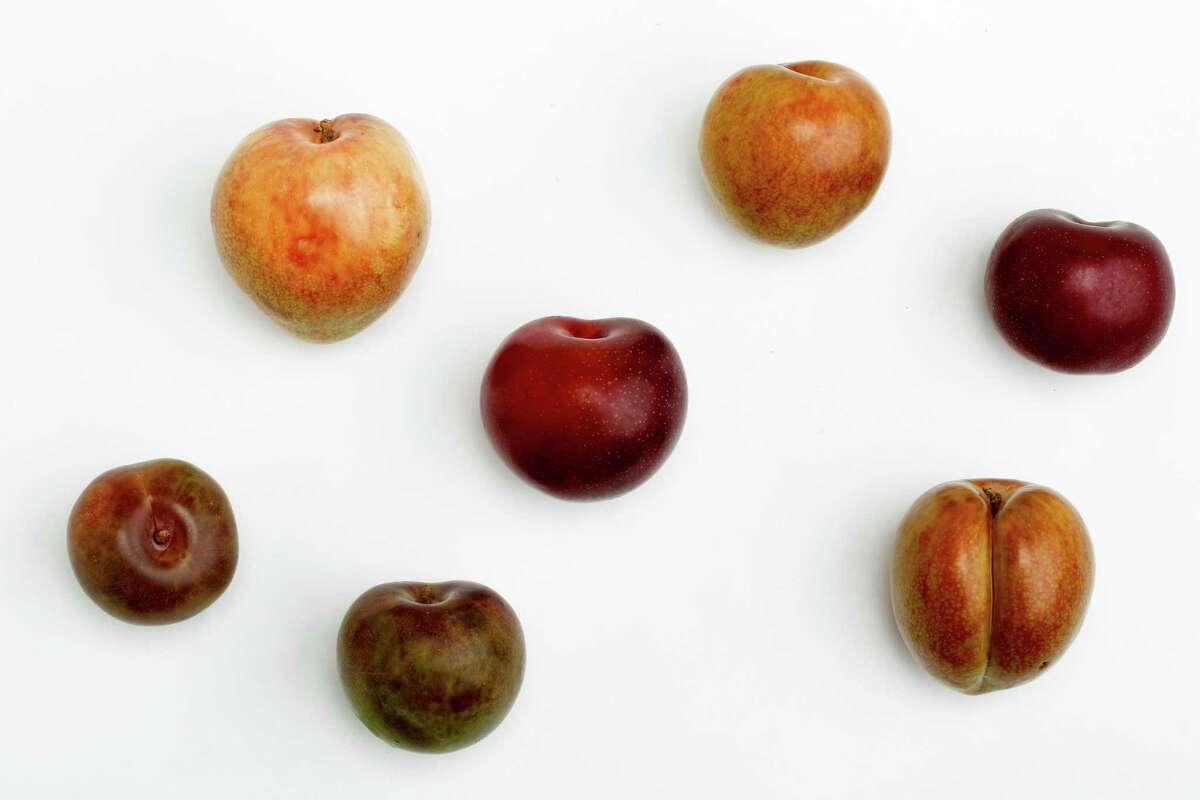 Pluots Plumapricot hybrids best of both worlds