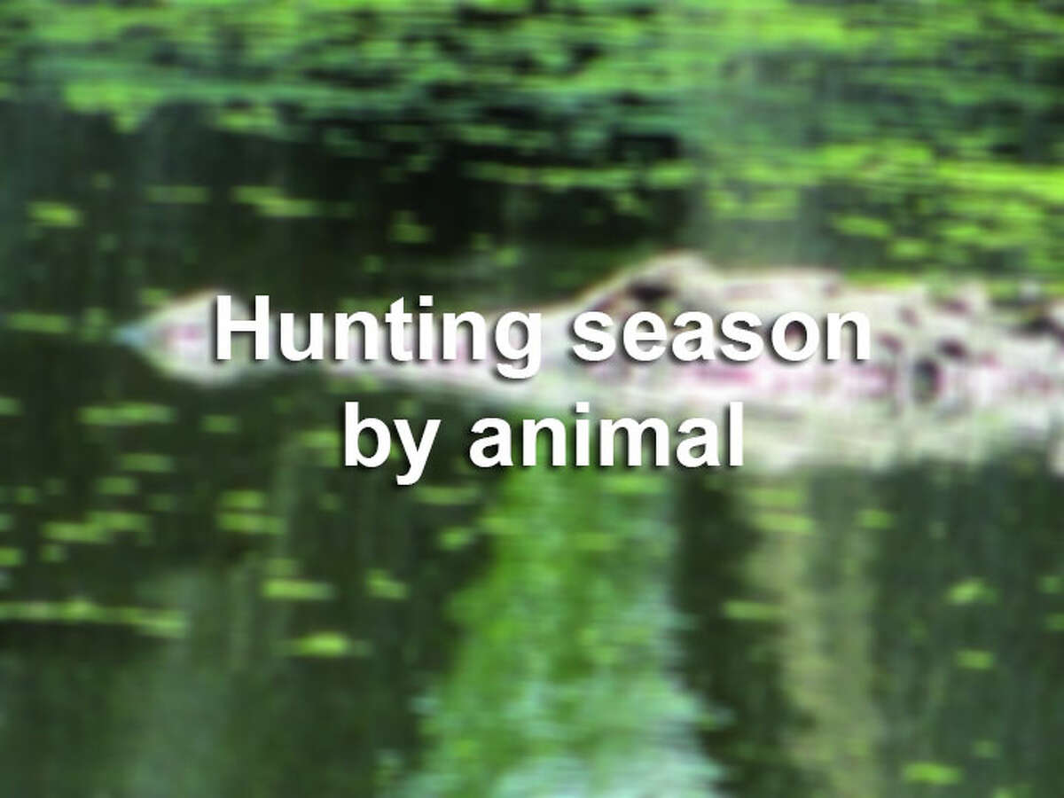 Deer Tests Positive For Zombie Deer Disease In County Not Far From San Antonio