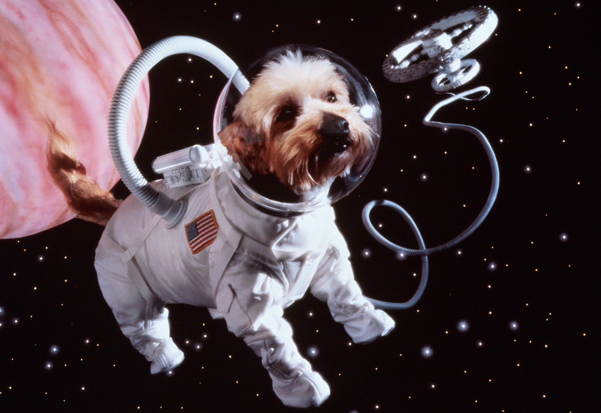 Какие животные первыми побывали в космосе. Животные в космосе. Животные космонавты. Собаки в космосе. Космо собака.