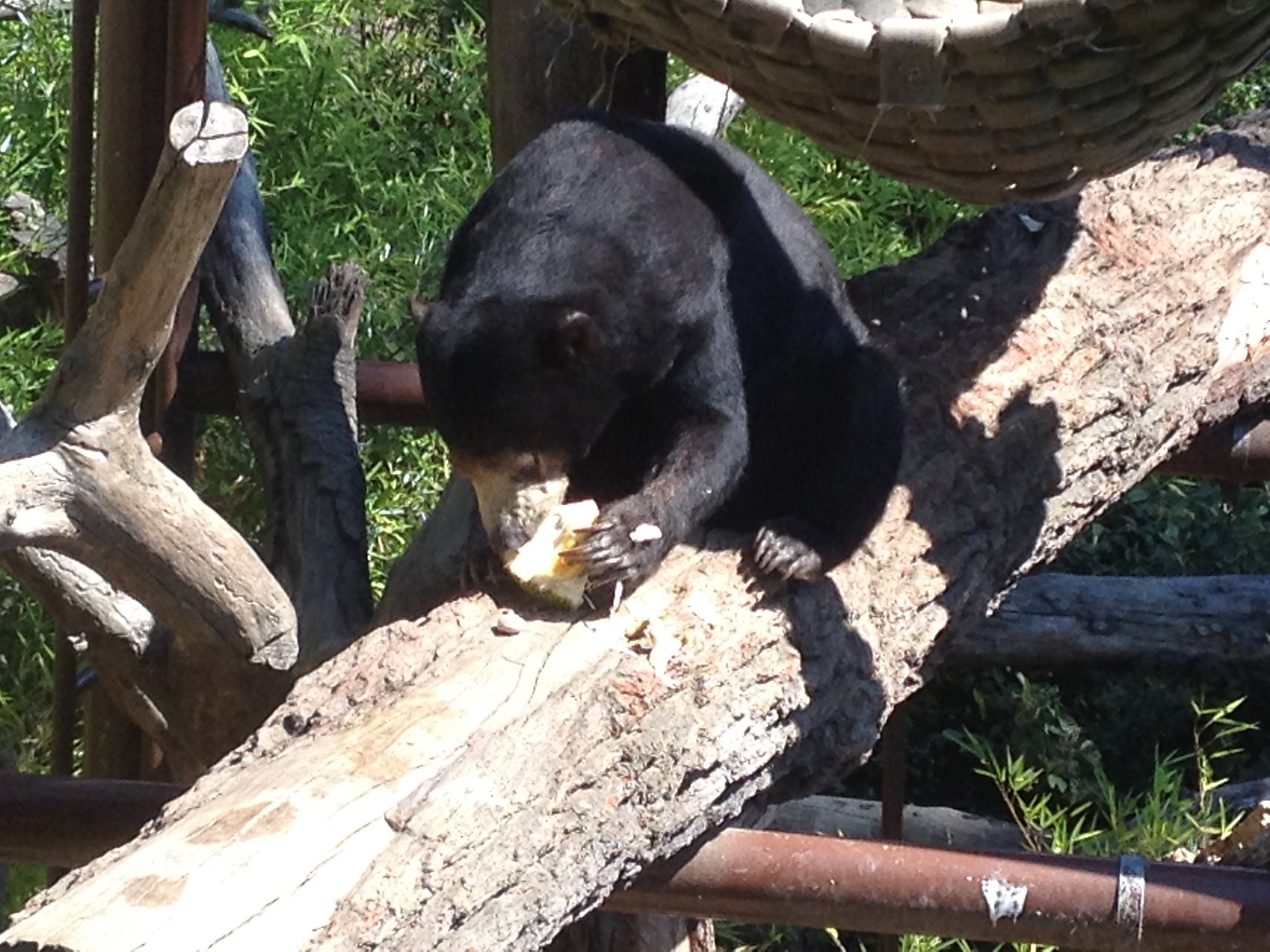 Oakland Zoo animals feast on 15,000 pounds of donated fruit