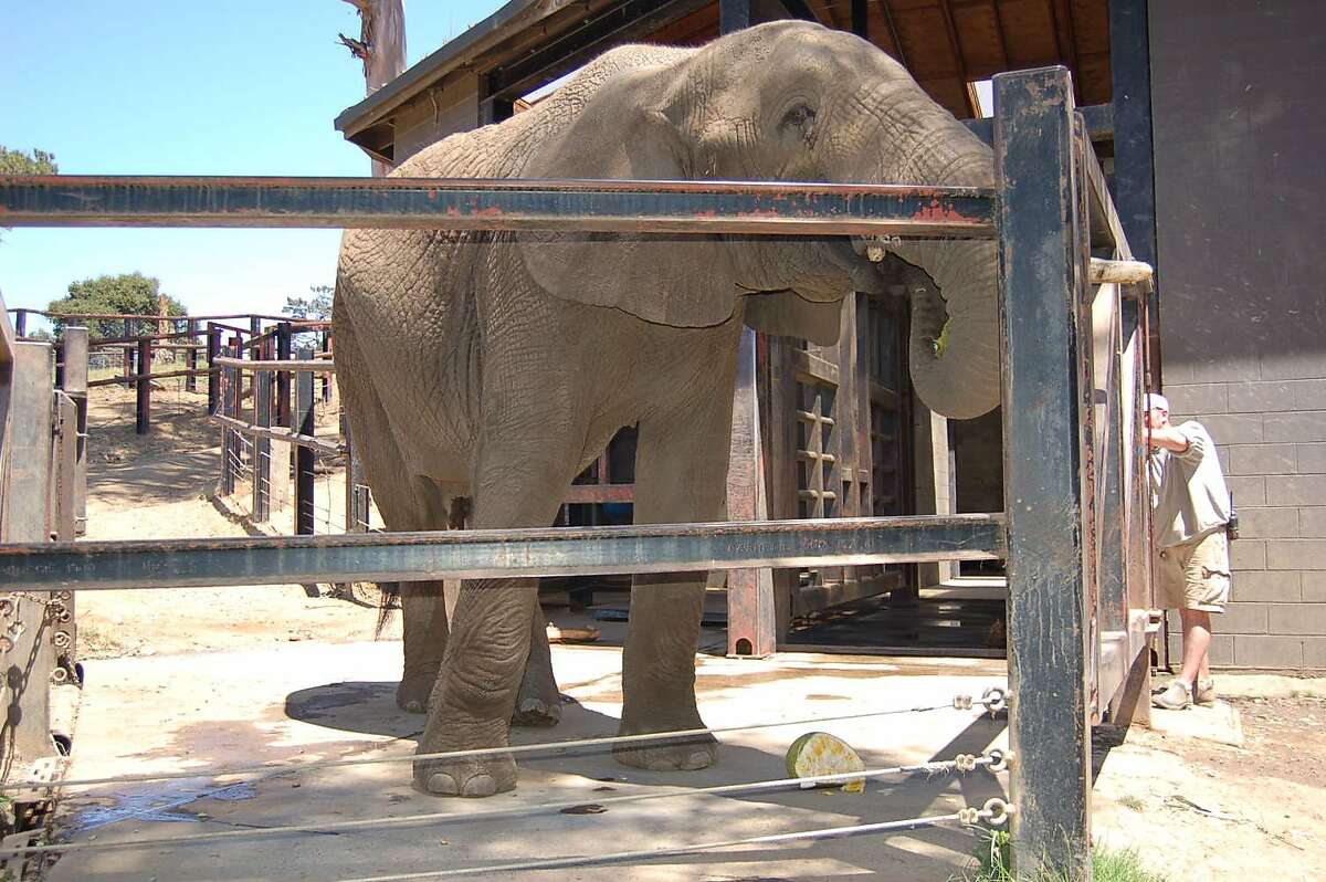 Oakland Zoo animals feast on 15,000 pounds of donated fruit