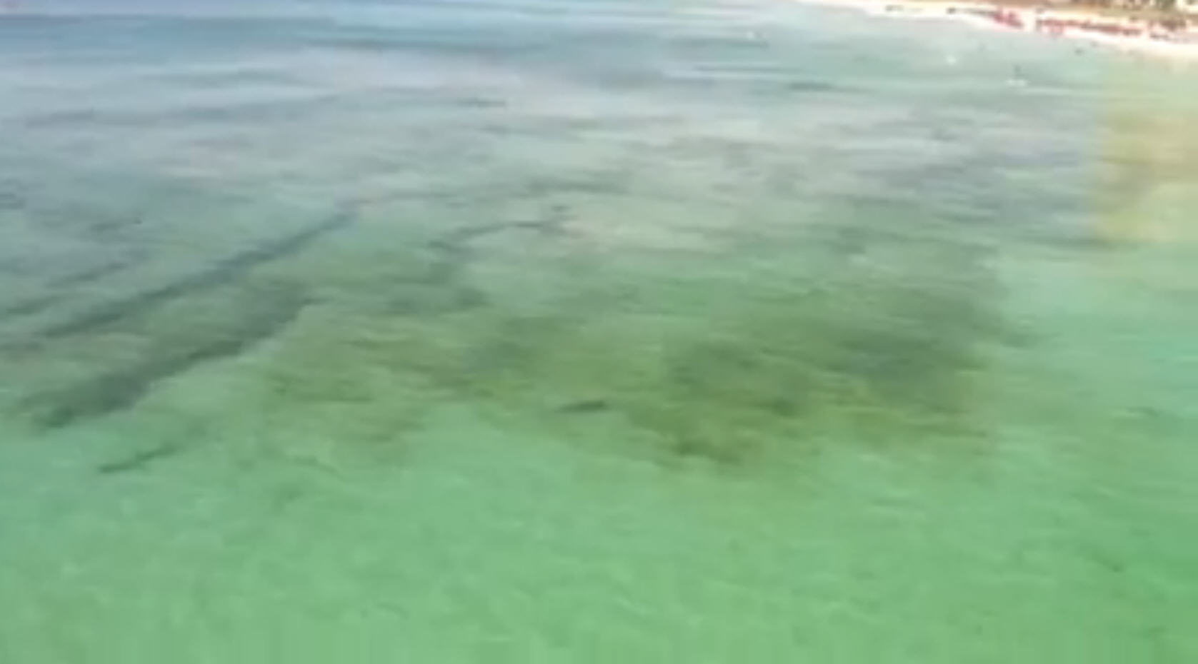 Gulf shark causes panic with beach side swim-by