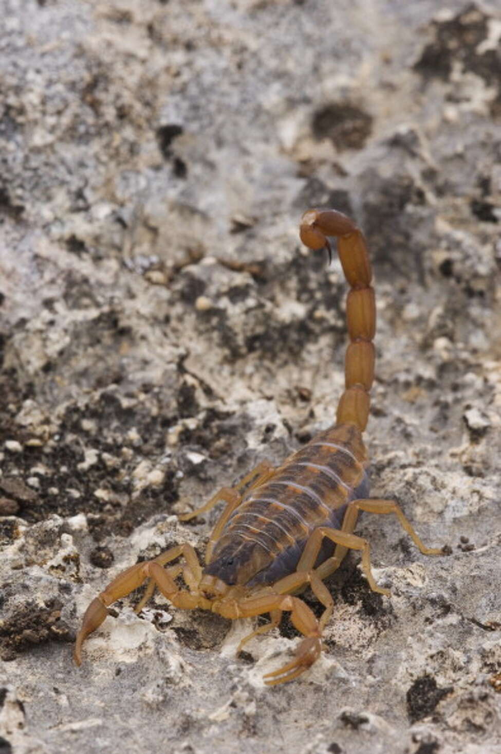 Creepy crawly Texas critters