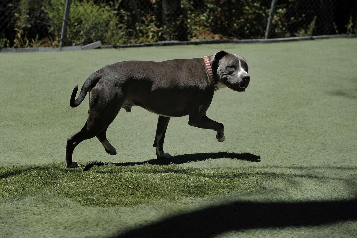 why does my dog attack shadows