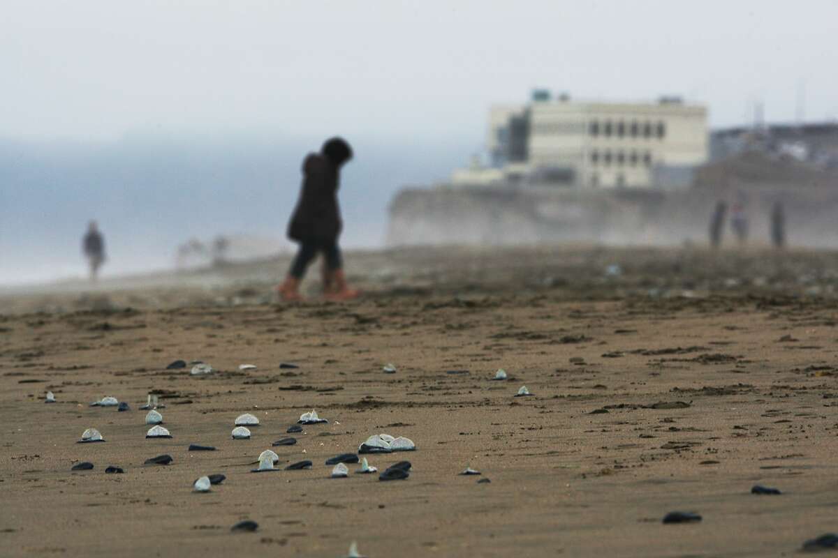 'Velella Velella cover the shoreline at Ocean Beach on July 30, 2014 in San Francisco, CA. 'Velella Velella' is a sea creature that has been washing up on beaches in Oregon and Northern California, including at Ocean Beach.