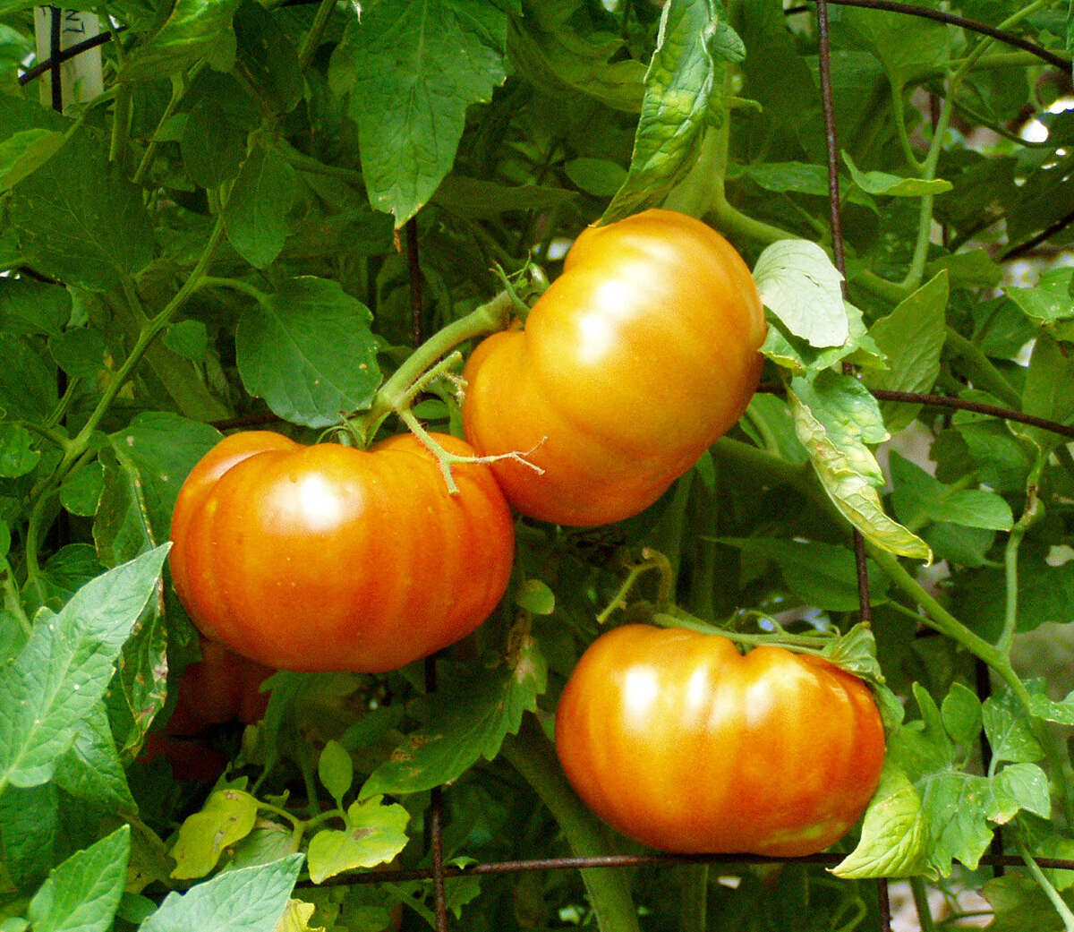 Plant fall tomatoes now