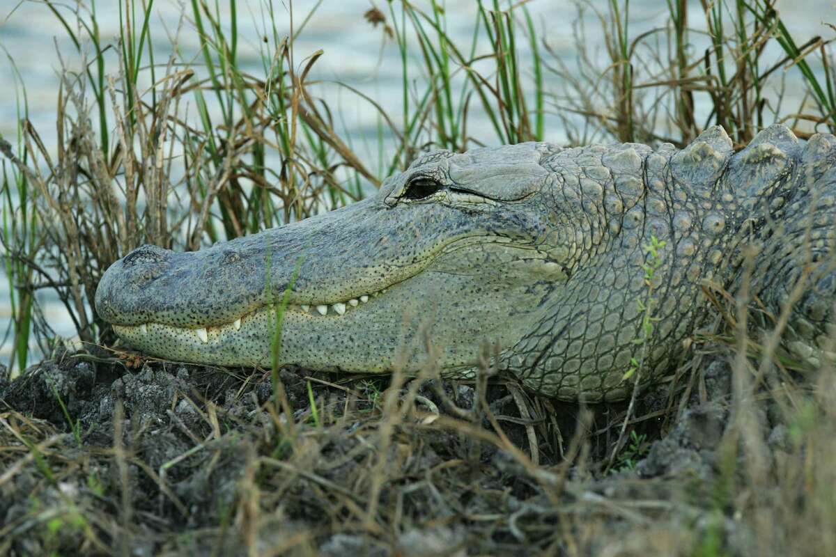 Gator warning issued for Texas lake