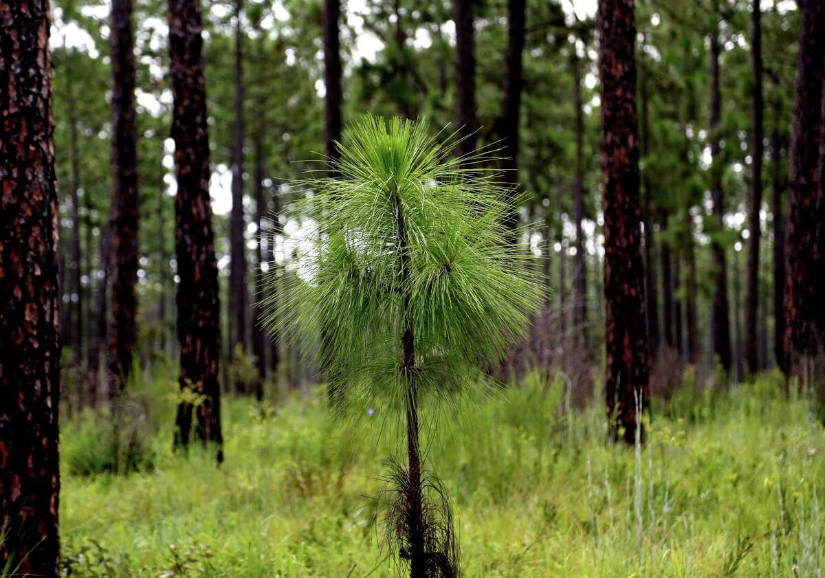 Though the trees can grow to be 100 feet tall, longleaf pines are grass height for the first two to three years of their lives and require open spaces to take root.