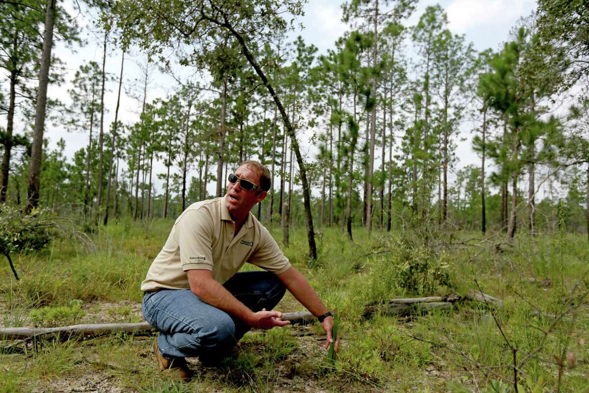 Conservation efforts helping longleaf pine rebound in E. Texas