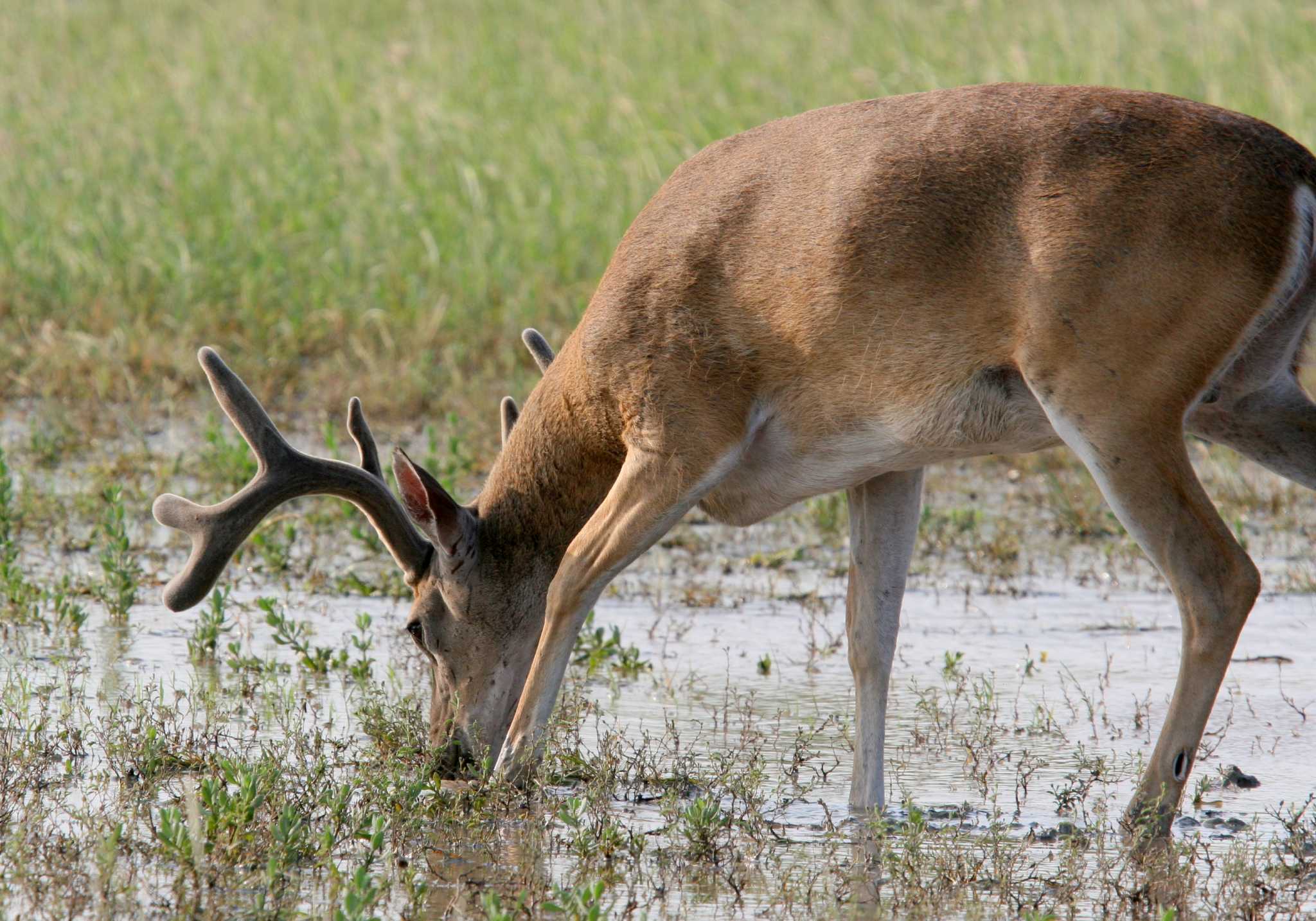 Hunting whitetailed deer takes a good vocabulary