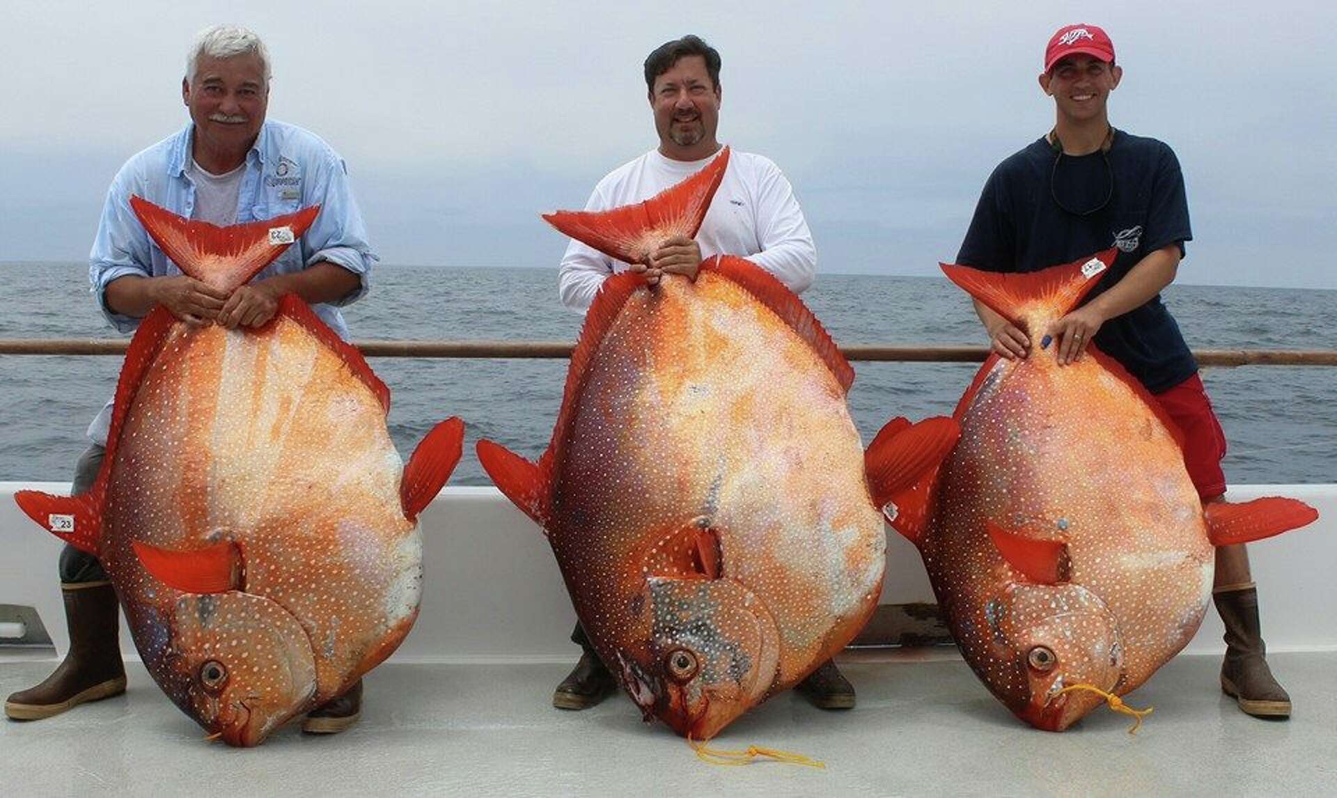 Anglers catch extremely rare fish in Southern California