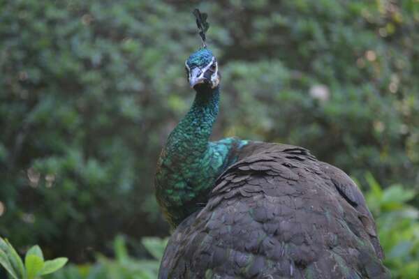 Peacocks Gone Wild Houstonchronicle Com