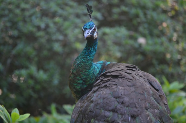 Peacocks Gone Wild