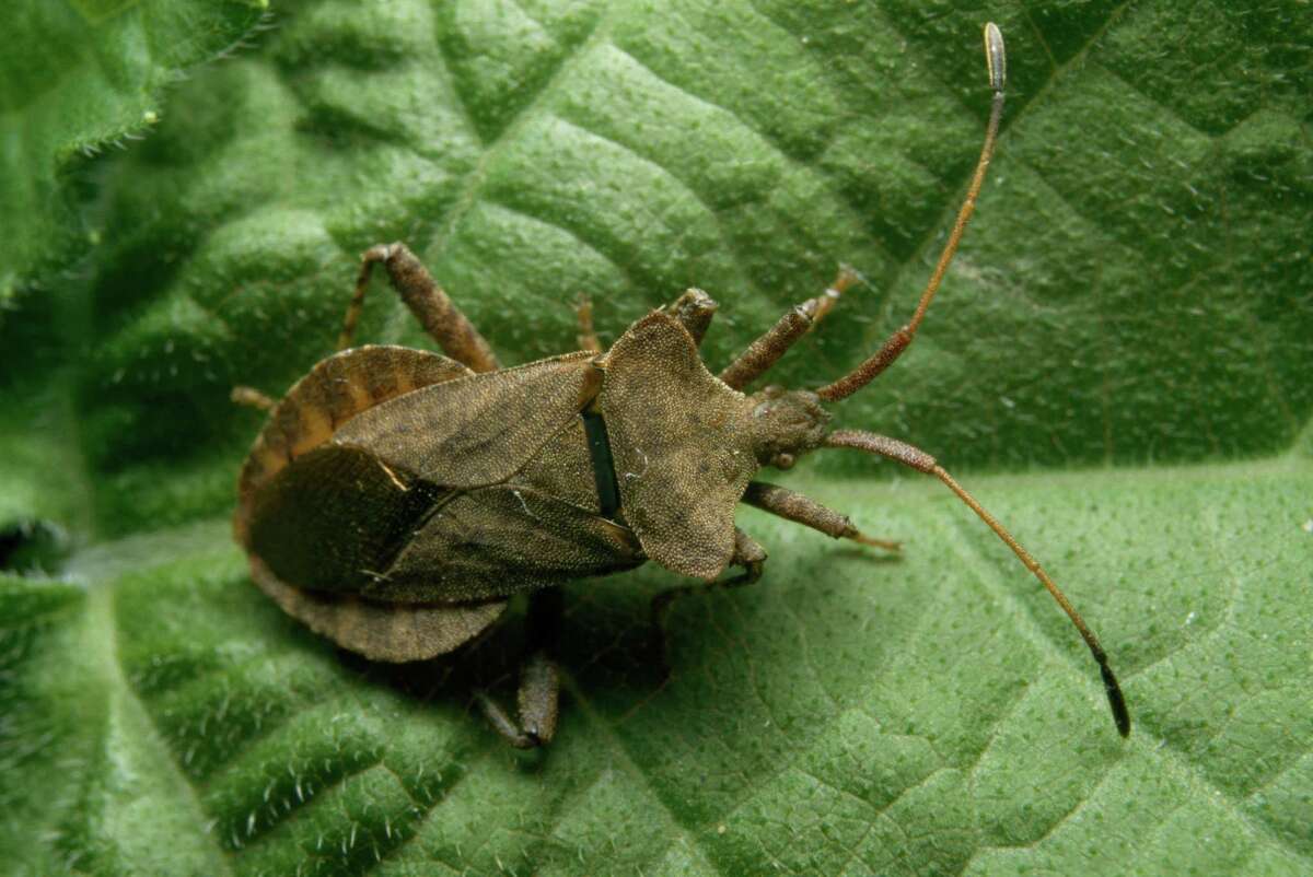 Houston couple claim they were bitten by bed bugs while watching movie ...