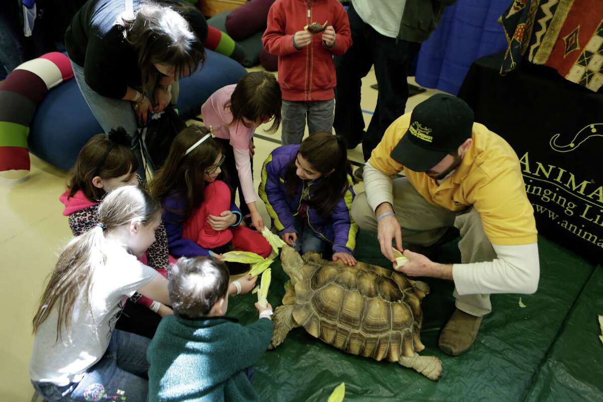 "Kidologie Goes Back to School" will be presented Sunday, Aug. 17, at the Westfield Trumbull mall, designed to help families connect with child-friendly businesses and services, sponsored by Yale-New Haven Children's Hospital. Above, children feed a tortoise at last year's event.