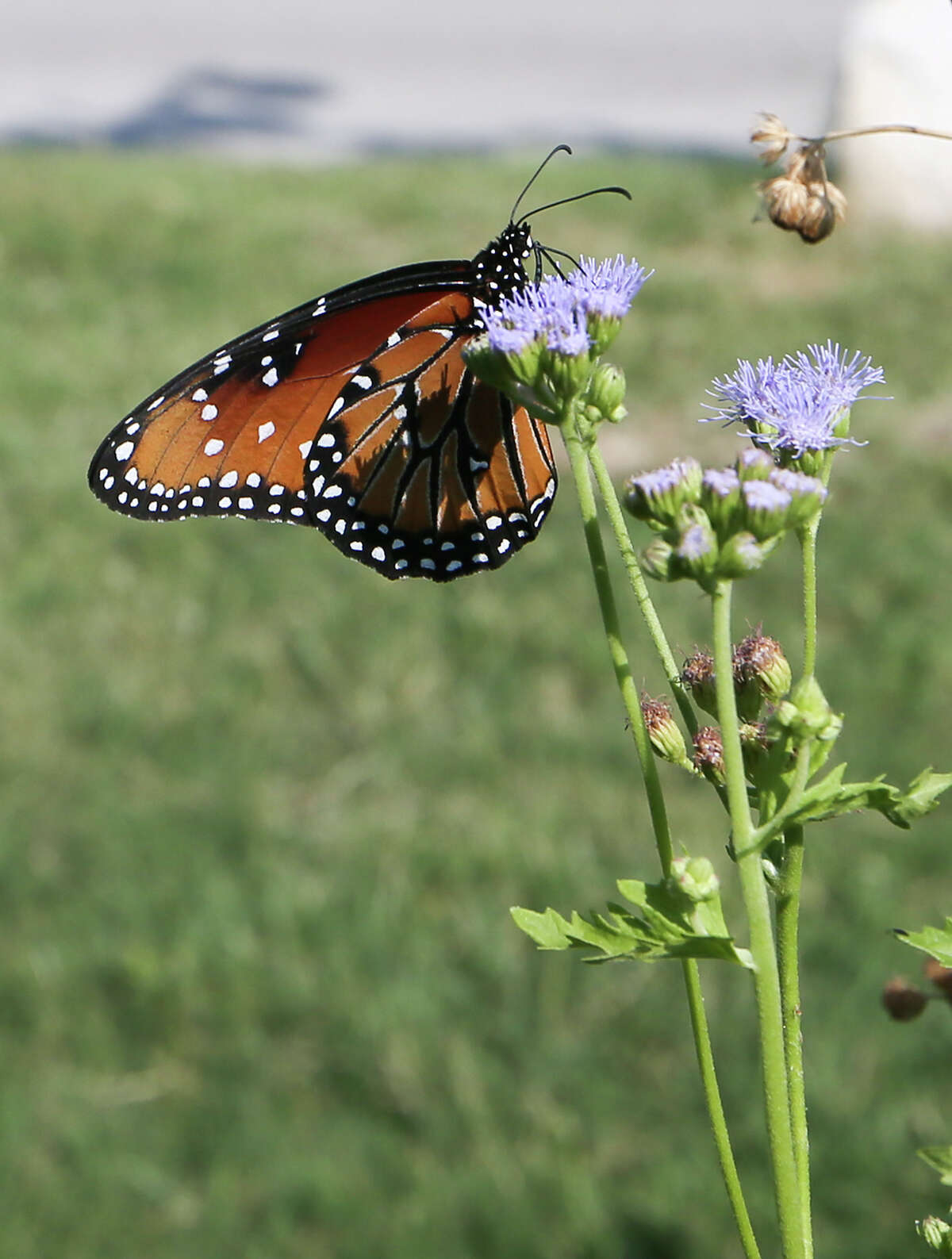 SAWS encourages waterfriendly lawn makeovers with rebate