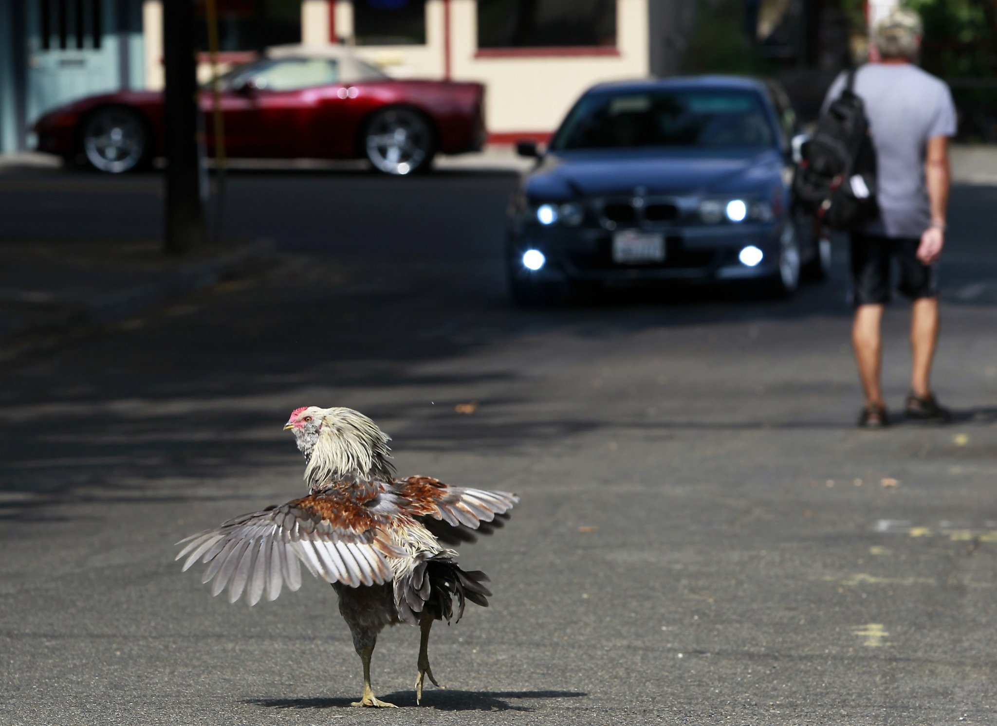 2 California Towns Where Chickens Have Free Range SFGate